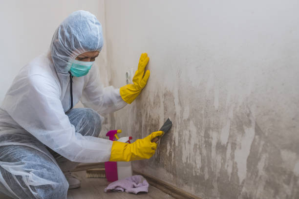 Best Commercial Mold Removal  in Lyons, KS