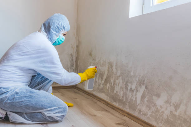 Attic Mold Removal in Lyons, KS