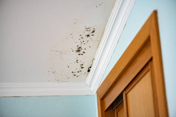 Best Attic Mold Removal  in Lyons, KS