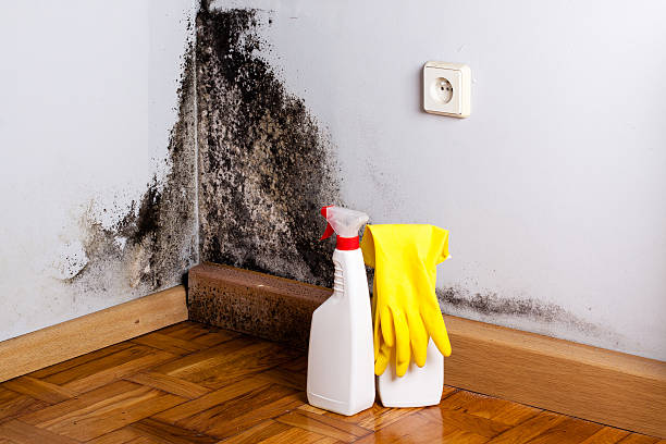 Trusted Lyons, KS Mold Removal Experts
