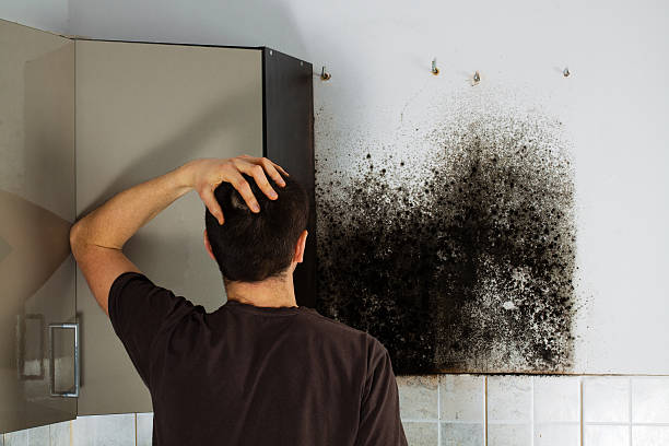 Best Home Mold Removal  in Lyons, KS
