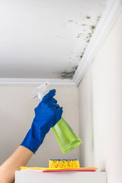 Mold Removal Process in Lyons, KS